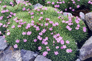 Dianthus anatolicus
